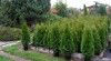 Thuja Smaragd 95481_t.jpg