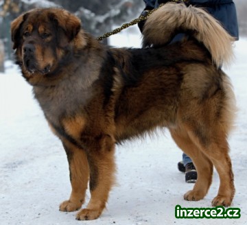 Tibetská doga - štěňata_2 97373_2.jpg