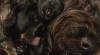 BRIARD - BERGER DE BRIE 99411_t.jpg