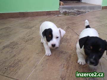 Štěně Jack Russell Teriér_1 100402_1.jpg