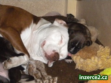Americký Pitbullteriér_1 100415_1.jpg
