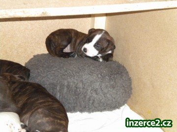 Americký Pitbullteriér_2 100415_2.jpg