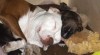 Americký Pitbullteriér 100415_t.jpg