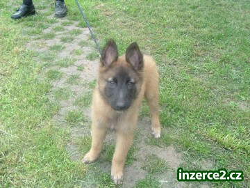 Belgký ovčák tervueren_1 1005_1.jpg