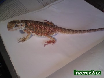 Agama Vousatá_1 101589_1.jpg