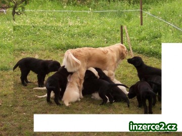 Flat coated retrivr_1 101722_1.jpg