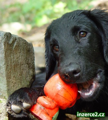 Flat coated retrivr_2 101722_2.jpg