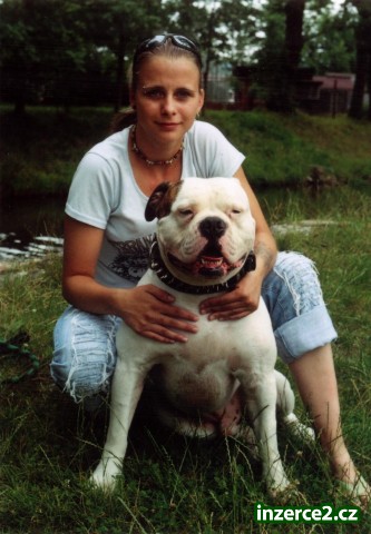 americký buldog_1 10221_1.jpg
