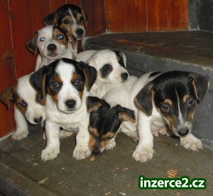 jack russell terier_1 103234_1.jpg