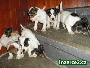 jack russell terier_2 103234_2.jpg