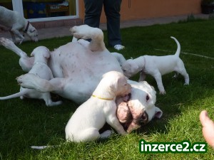 Argentinská doga - štěňátka_1 103989_1.jpg