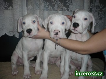 Argentinská doga - štěňátka_2 103989_2.jpg
