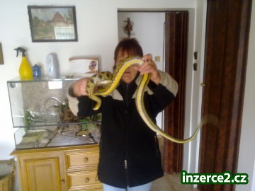 Užovka thajská cca 180 cm dlouhá_1 104248_1.jpg