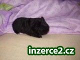 Dlouhosrstá morčátka_1 10456_1.jpg