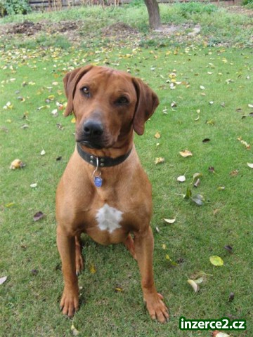 rhodéský ridgeback_1 104915_1.jpg