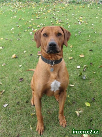 rhodéský ridgeback_2 104915_2.jpg