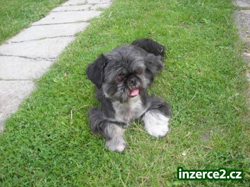 Prodám štěnátka Shih-tzu,vánoční dárek._1 105761_1.jpg