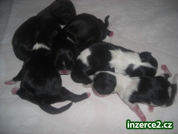 Prodám štěnátka Shih-tzu,vánoční dárek._2 105761_2.jpg