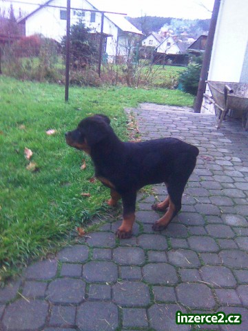 Štěně rottweilera_1 106296_1.jpg