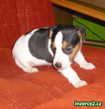 jack russel terier_2 106377_2.jpg