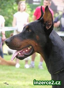 Dobrman - štěňátka_2 106753_2.jpg