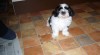 štěně shih-tzu 107175_t.jpg