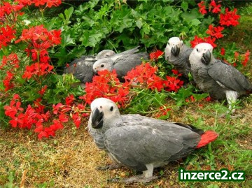 zdravá africké šedá papoušci_1 107279_1.jpg