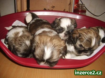 Shih-tzu_1 108198_1.jpg