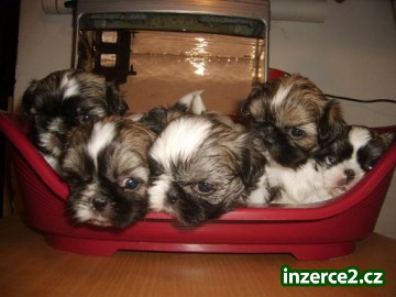 Shih-tzu_2 108198_2.jpg