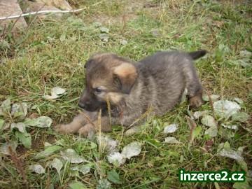 Prodám krásná štěňata německého ovčáka_2 108252_2.jpg