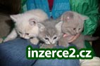 Prodám Britská koťátka_1 108293_1.jpg