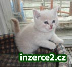 Prodám Britská koťátka_2 108293_2.jpg