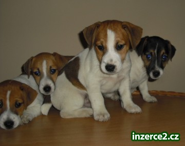 jack russell terier_1 108934_1.jpg
