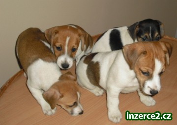 jack russell terier_2 108934_2.jpg
