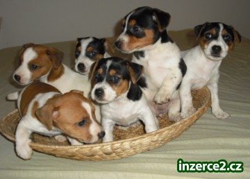 JACK RUSSEL TERIER_1 109296_1.jpg