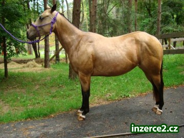 Kožené Quarter Horse klisna AQHA Řezání Registrovaný_1 109313_1.jpg