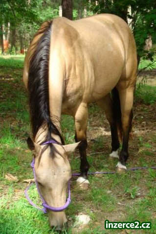Kožené Quarter Horse klisna AQHA Řezání Registrovaný_2 109313_2.jpg
