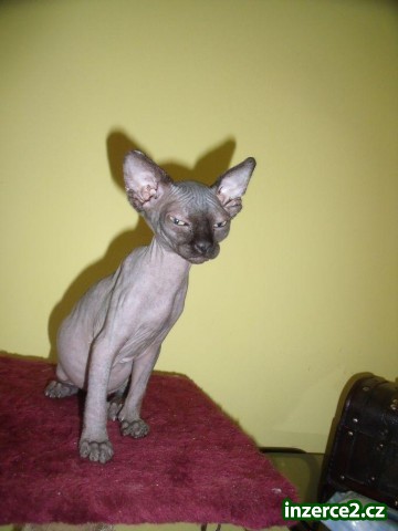 kanadská sphynx_1 109444_1.jpg