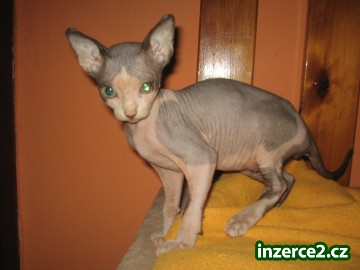 kanadská sphynx_2 109444_2.jpg