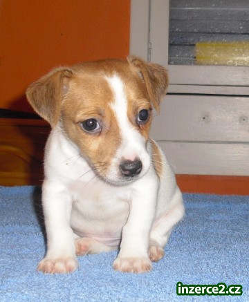 jack russel terier_1 109844_1.jpg
