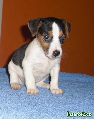 jack russel terier_2 109844_2.jpg