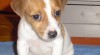 jack russel terier 109844_t.jpg