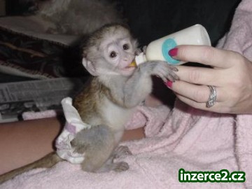 kapucín baby opice na Vánoce_2 110878_2.jpg