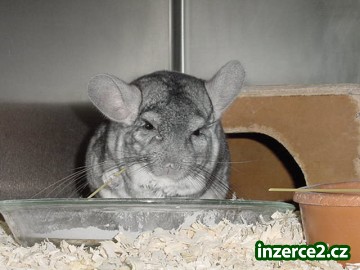 Přátelská činčilí rodinka (tatínek, maminka a dcera) hledají nového majitele_1 111171_1.jpg