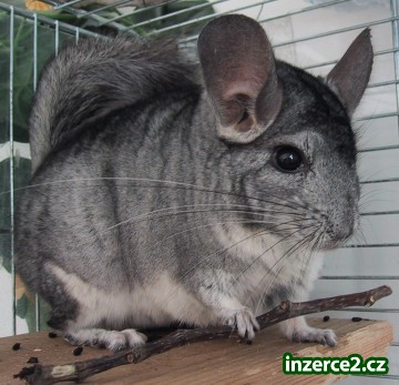 Přátelská činčilí rodinka (tatínek, maminka a dcera) hledají nového majitele_2 111171_2.jpg