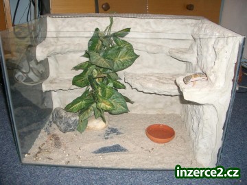 Gekončík africký + terárium grátis_2 111393_2.jpg