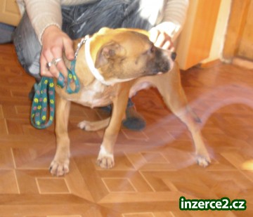 americký pitbullterier_1 111481_1.jpg