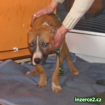 americký pitbullterier_2 111481_2.jpg