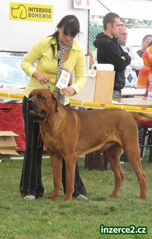 Tosa Inu - záznam na štěňátka 2010_1 111996_1.jpg