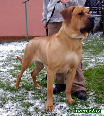 Tosa Inu - záznam na štěňátka 2010_2 111996_2.jpg
